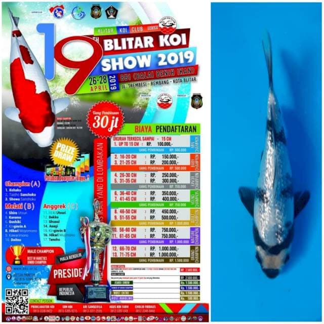 Full blink blink , ready show