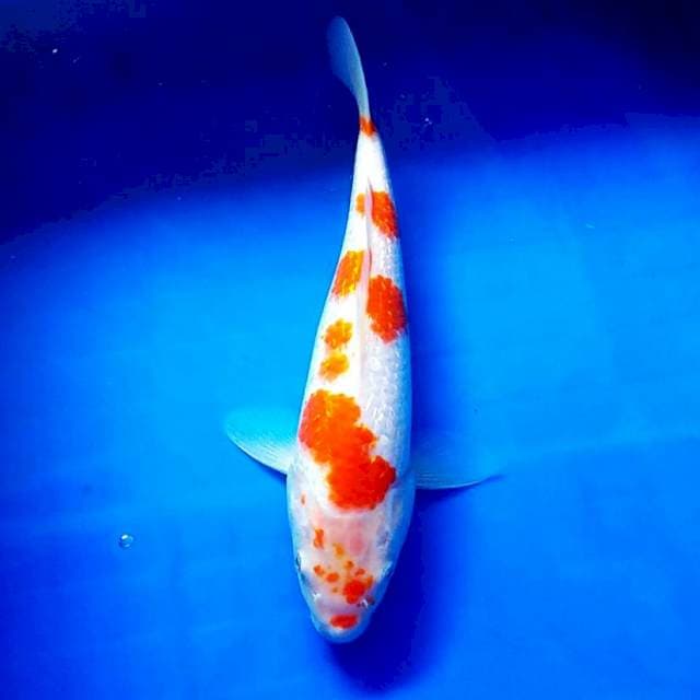 Kohaku ginrin 30BU
