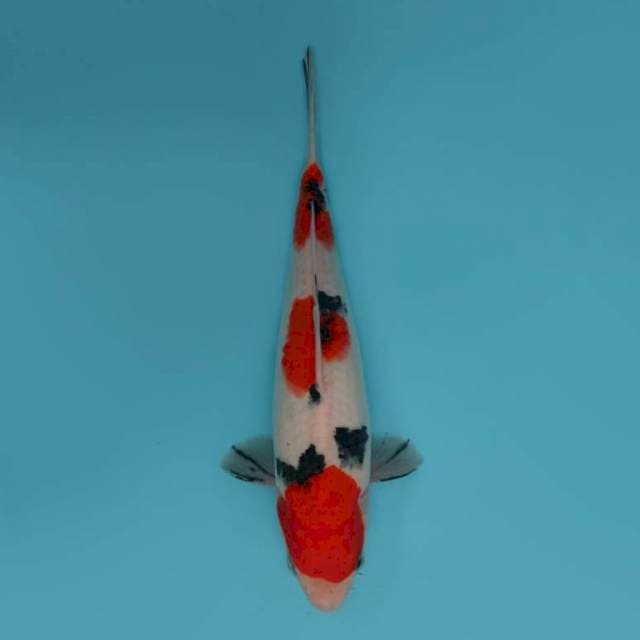 SANKE 26 CM