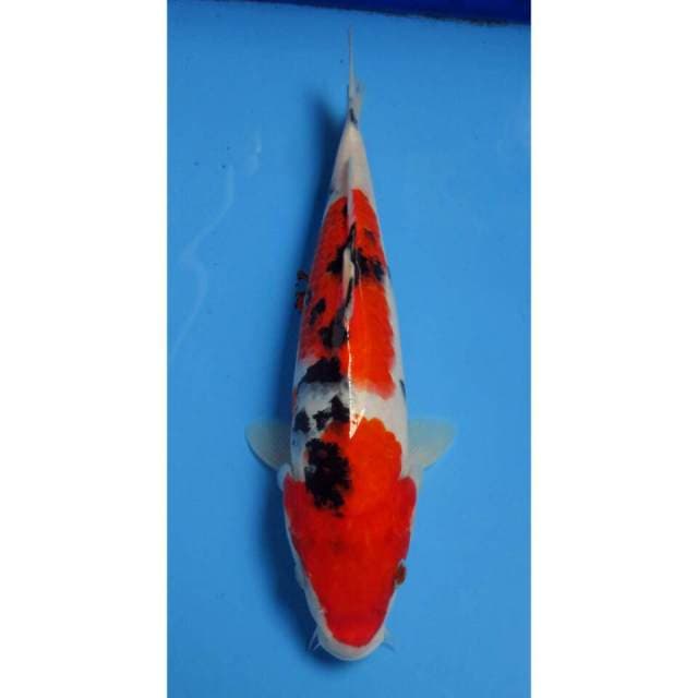 7KOI NIDAN SANKE 27CM