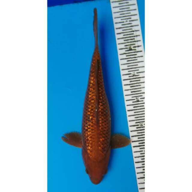 7KOI CHAGOI TEMBAGA GINDRIN 31CM