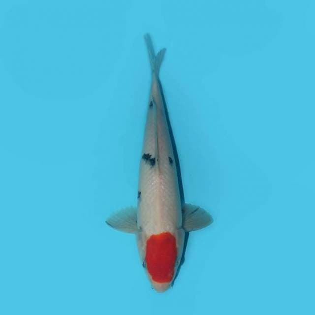 TANCHO SANKE 25 CM