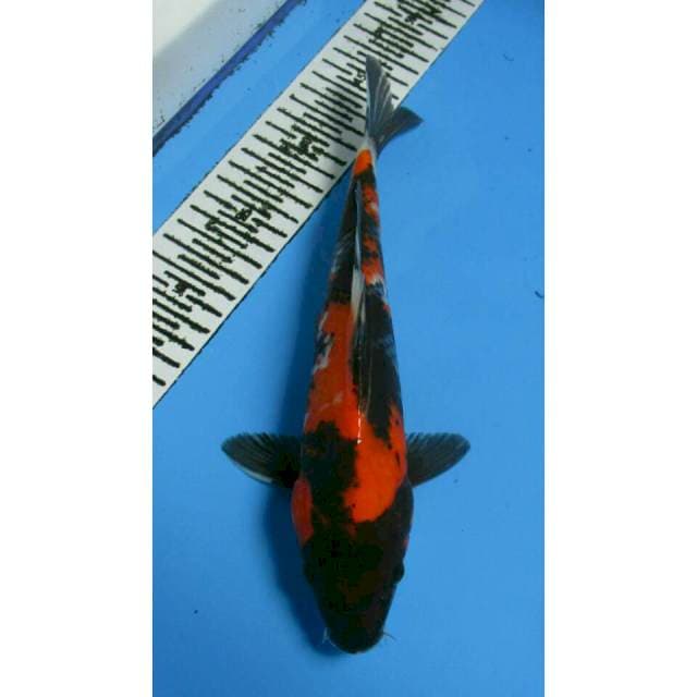 SHOWA 27CM