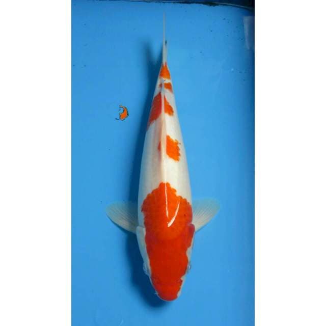 SANKE 33CM