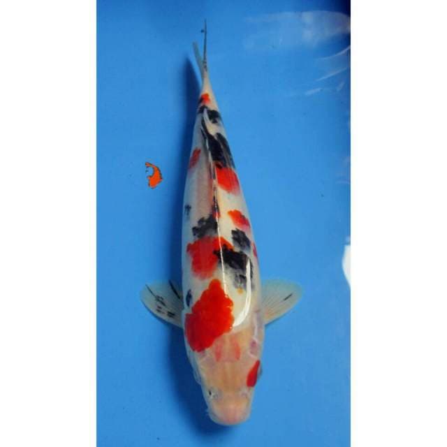 7KOI SANKE SAKURA 28CM