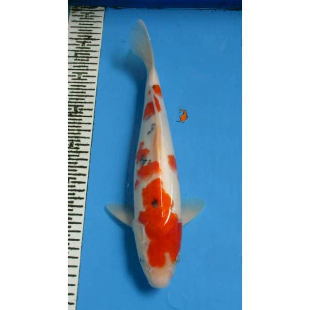 SANKE 33CM
