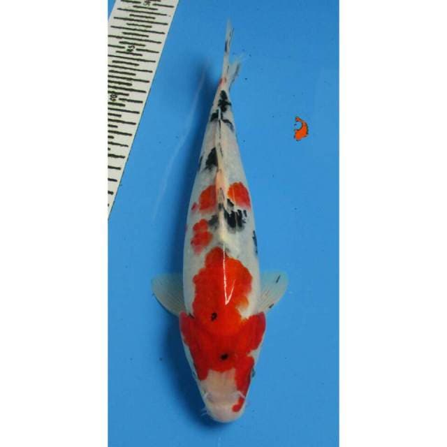 7KOI SANKE 29CM