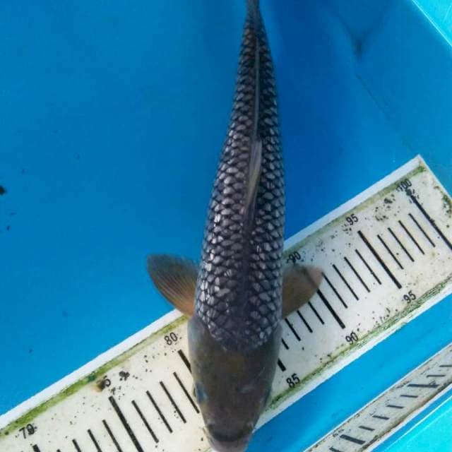 Soragoi ginrin 36cm