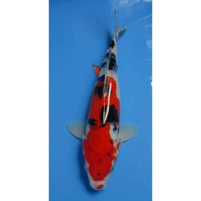 7KOI SANKE 27CM