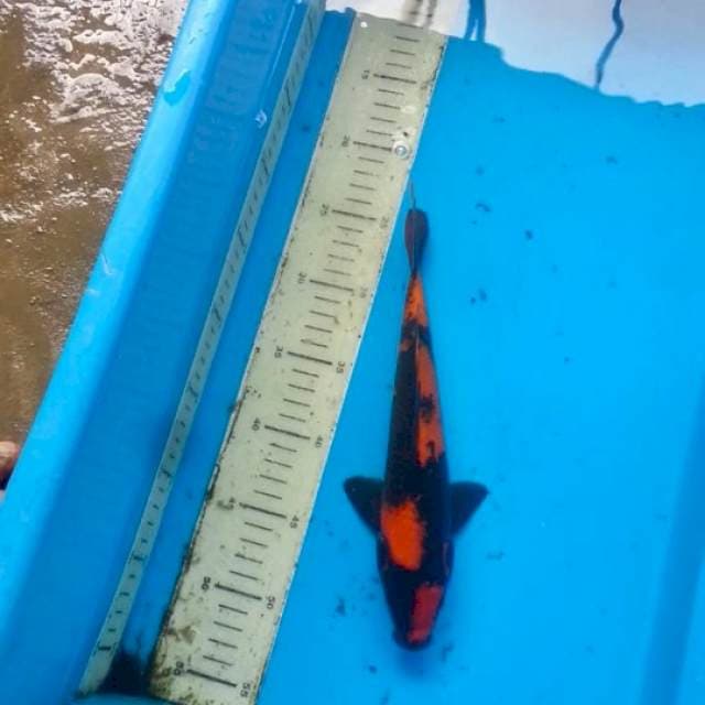 Utsuri ZixZax HotStrong