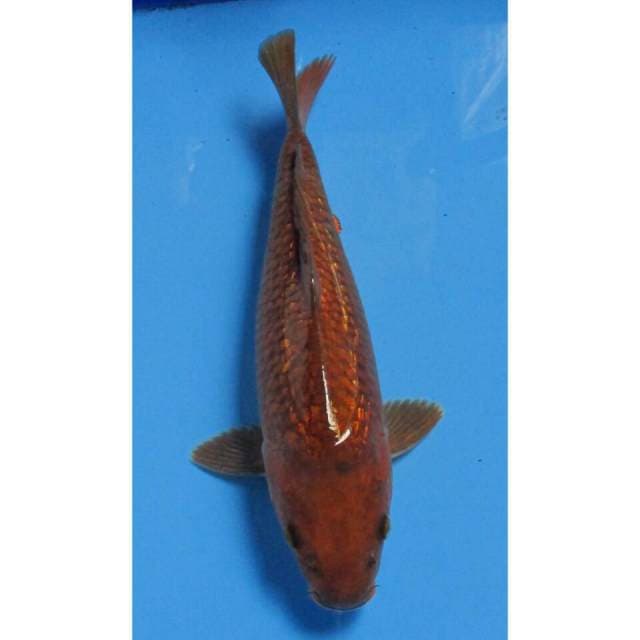 7KOI CHAGOI TEMBAGA GINDRIN 30CM