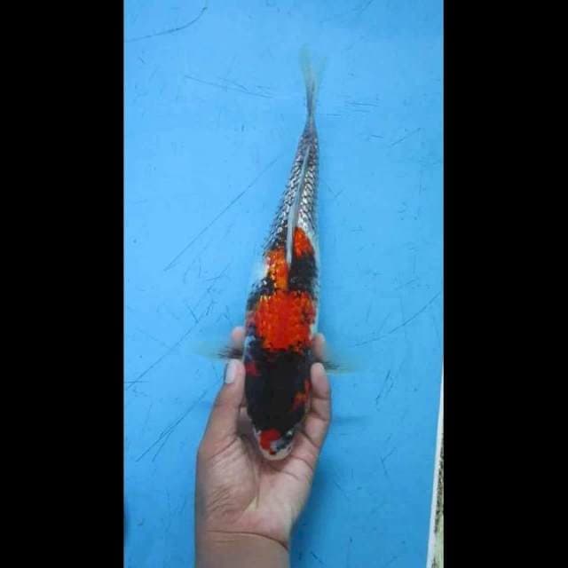 Showa Fukurin 32cm