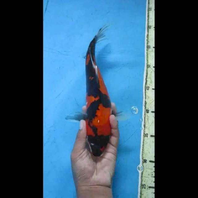 Showa Doitsu 29cm