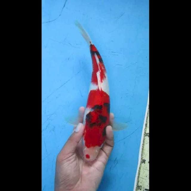 Showa Kucibeni 29cm