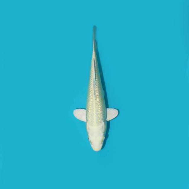 PLATINUM GINRIN 25 CM