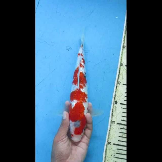 Kindai Showa Ginrind 28cm