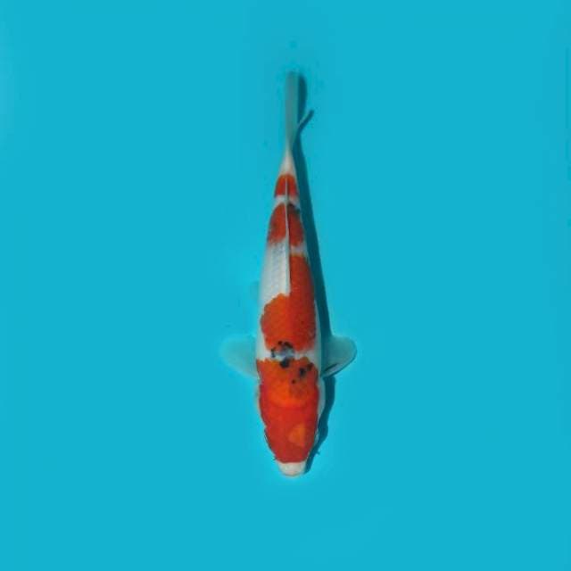 SANKE TATEGOI 18 CM