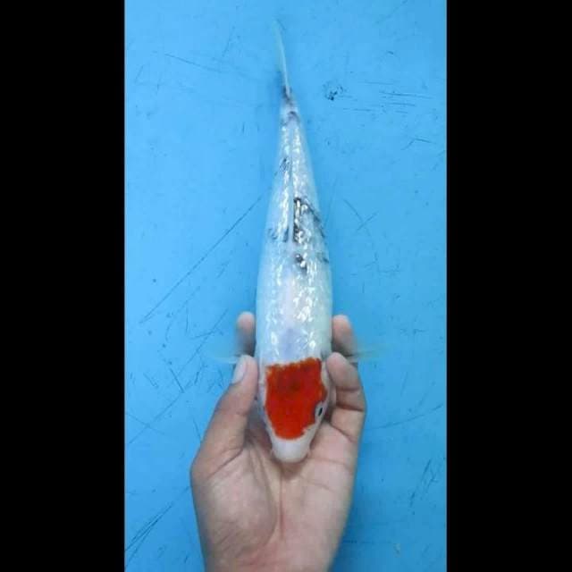 Tancho Ginrind 27cm