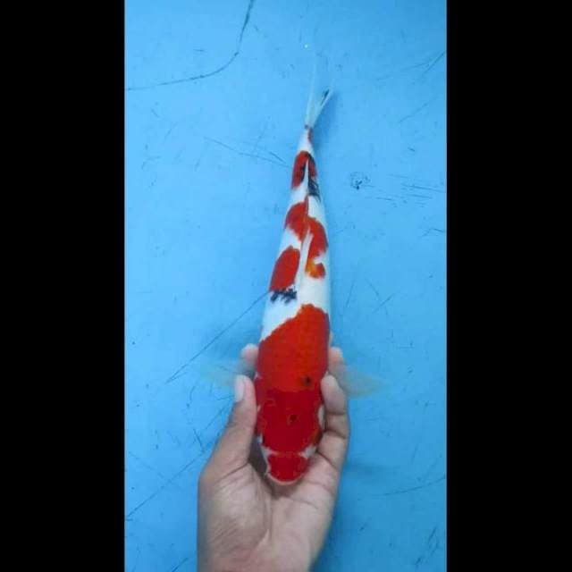 Shanke 30cm