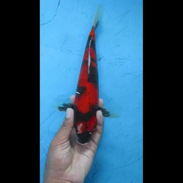 Showa 28cm