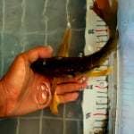 Aragoke kumpay 25cm.