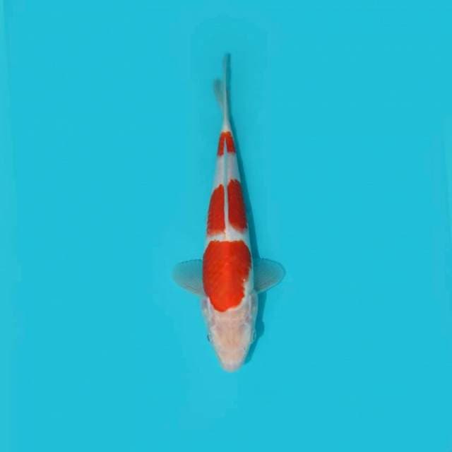 KOHAKU 26 CM