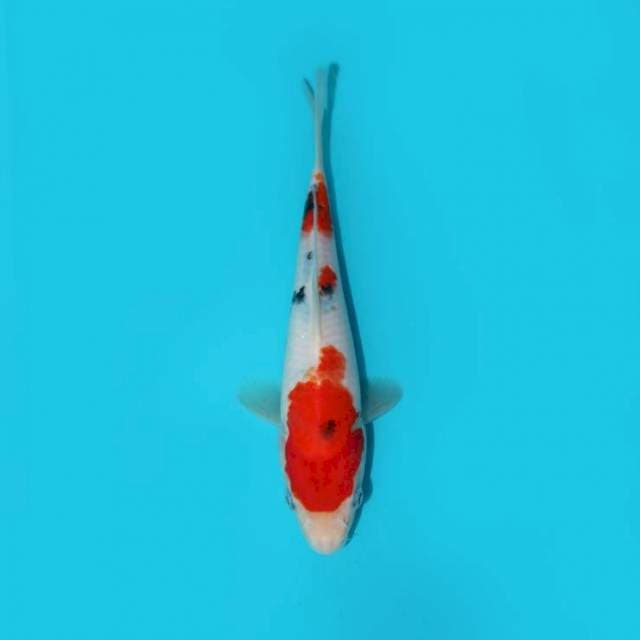 SANKE TATEGOI 21 CM