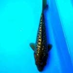 Aragoke full ginrin 23cm.