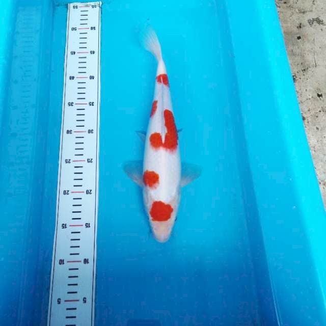 NJK - DOMINO KOHAKU
