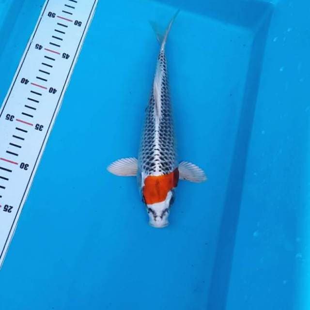 NKC - ring super rapi tanco kujaku