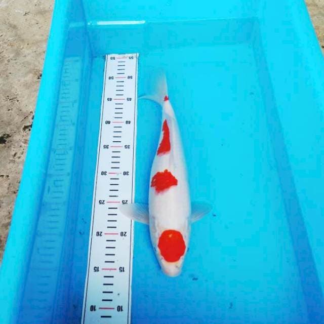 NJK - MARUTEN KOHAKU