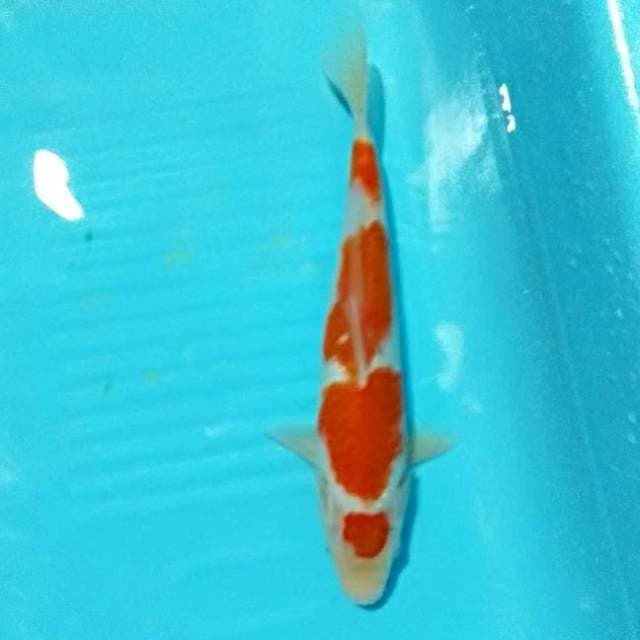 Kohaku 30cm 