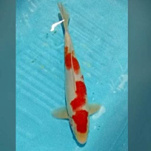 Kohaku 30cm 