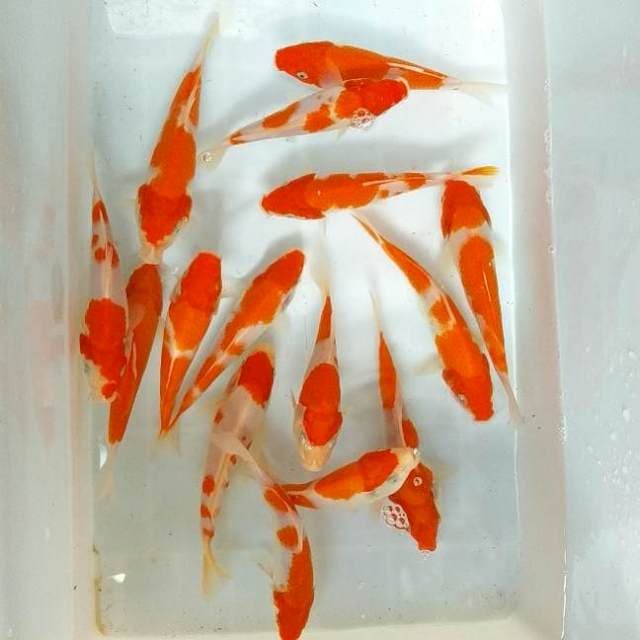 15-17CM - MIX KUAT
