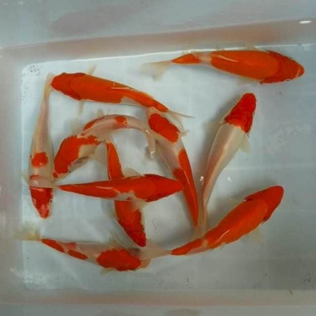 16-19CM - MIX JOSS - 10 EKOR