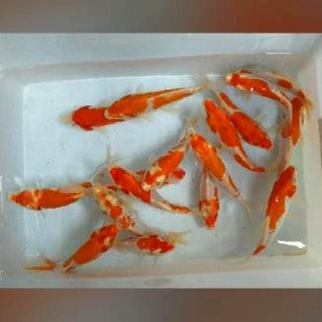15-19CM - MIX GANDOS