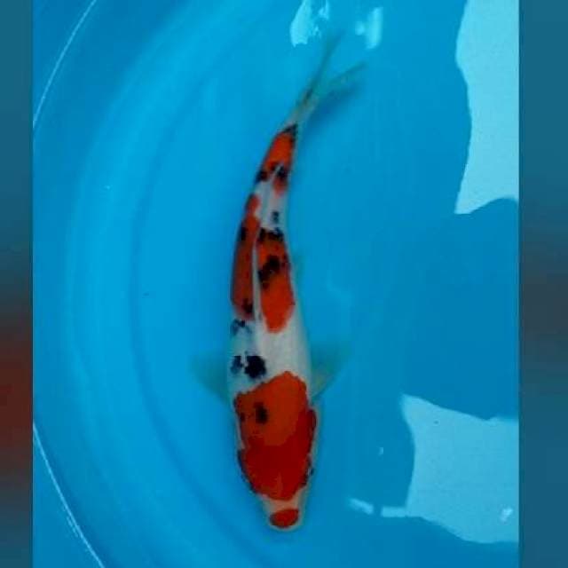 25CM - TAISHO SANSHOKU
