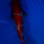 Kohaku
