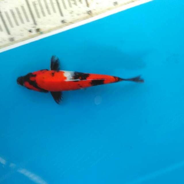 Hishowa 24cm