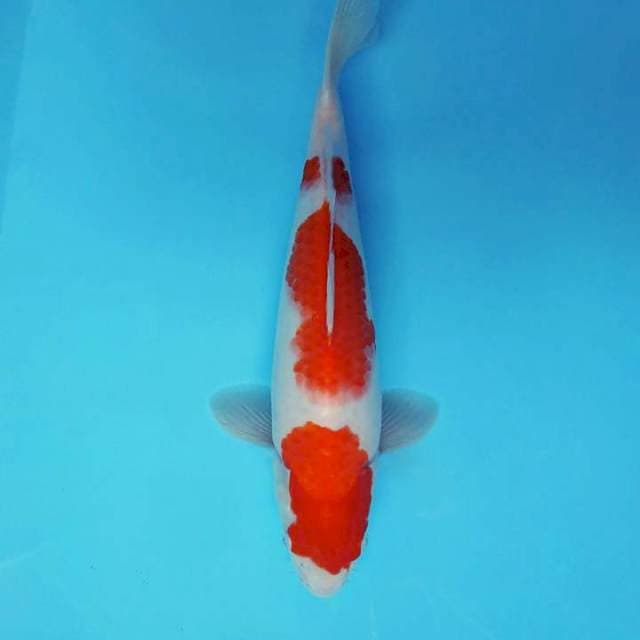 AKAI 6 - KOHAKU 3 STEPS