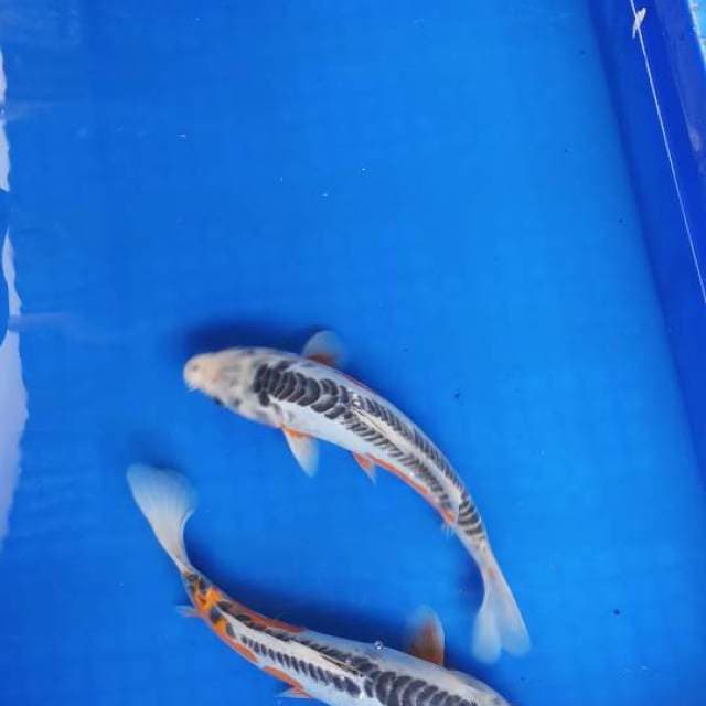 Duo shusui