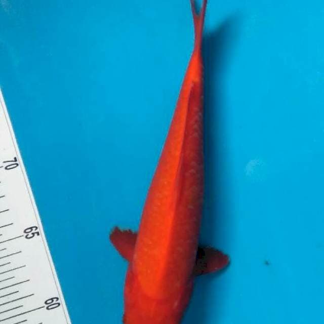 Benigoi 27