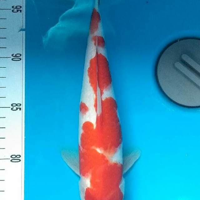 Kohaku 28