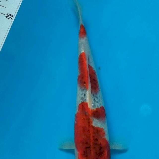 Goahiki 28