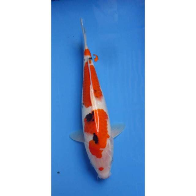 Sanke 34 cm