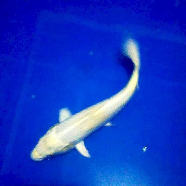 Hariwake 24cm