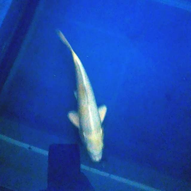 Hariwake 24cm