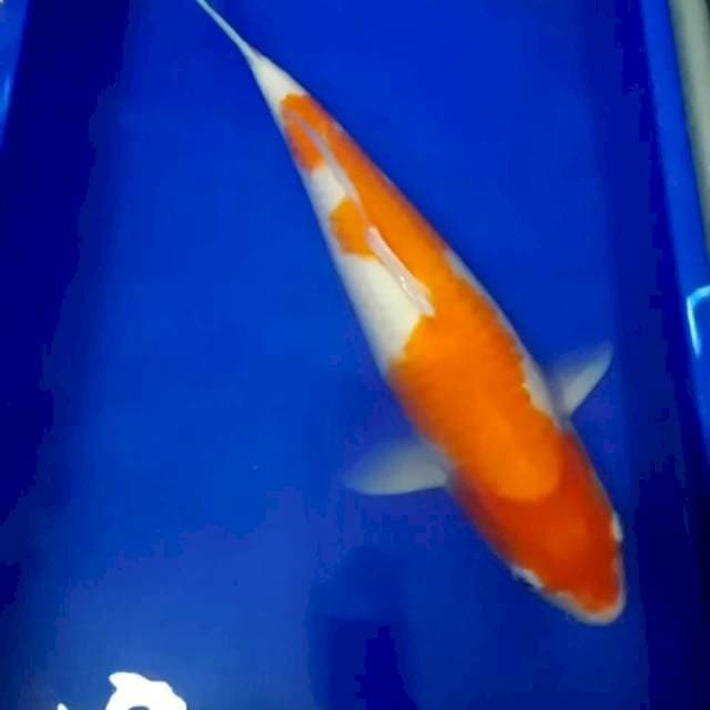 53cm F1 kohaku monster kolam