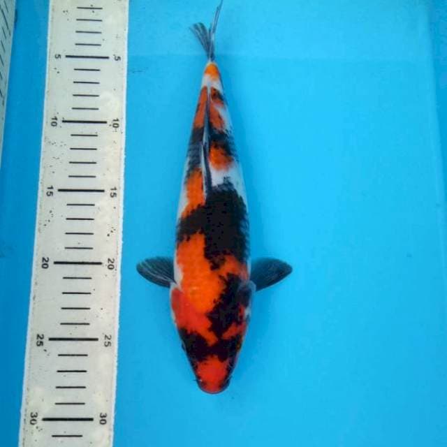 BKS ( SHOWA 27 CM )