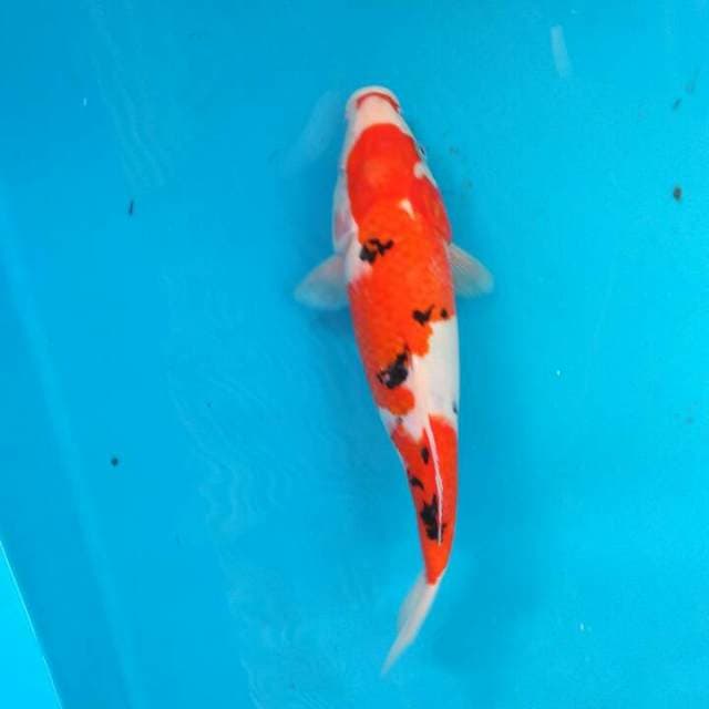 Sanke 29cm